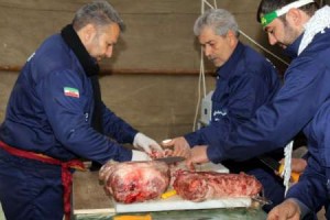 موکب احباب الرضا شهرستان ورامین